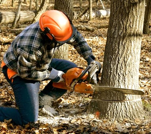 Tree Removal in Summit, AR
